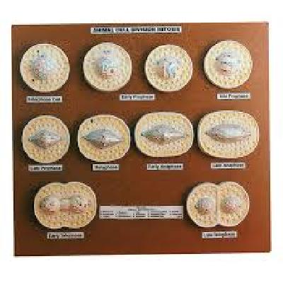 Animal Cell Division Mitosis