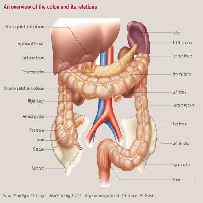 Appendix And Caecum