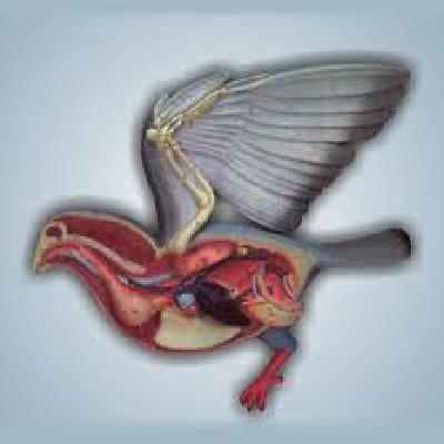 Bird Dissection