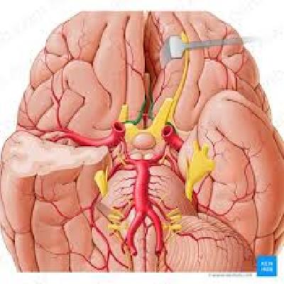 Brain With Arteries
