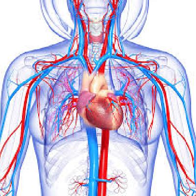 Circulatory System