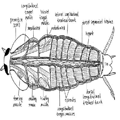 Cockroach Anatomy