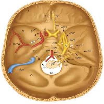 Cranial Nerve Skull Anatomy Model