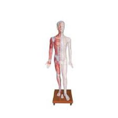 Deluxe Acupuncture Model