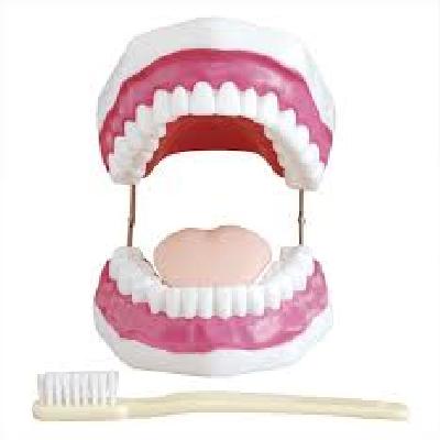 Dental Care Model