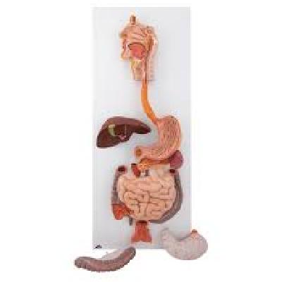 Digestive System Model