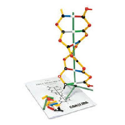DNA Model Kit