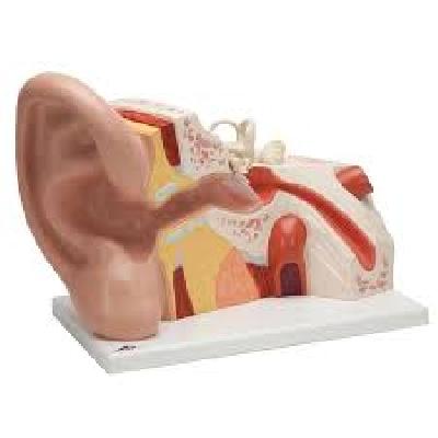 Ear Model New Style Giant