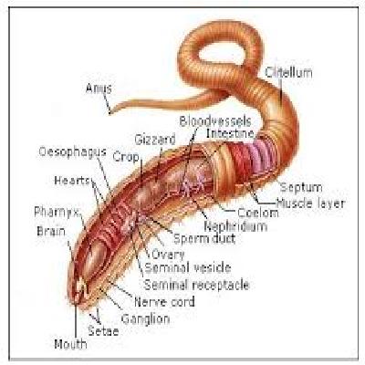 Earthworm Disection