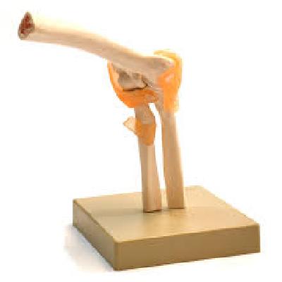 Elbow Joint Model