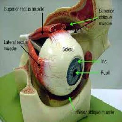 Eye Ball Antomy Model