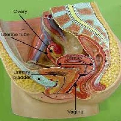 Female Genital Organs Model