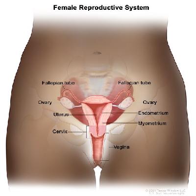 Female Urogenital System