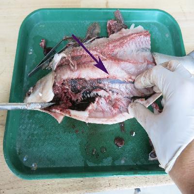 Fish Dissection