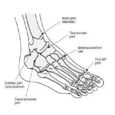 Foot Joint