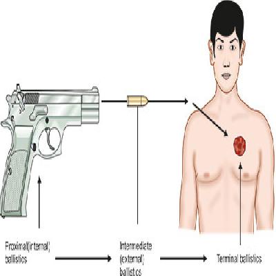 Gun Injury Forensic Model