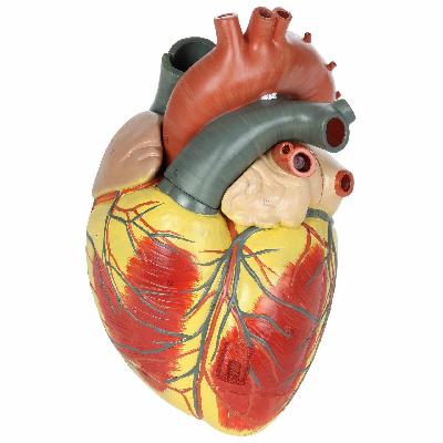 Heart Anatomy Model