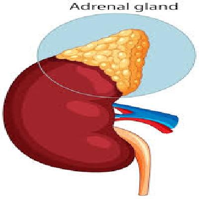 Human Kidney With Adrenal Gland