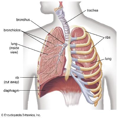 Human Respiratory System