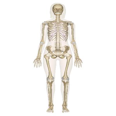 Human Skeleton