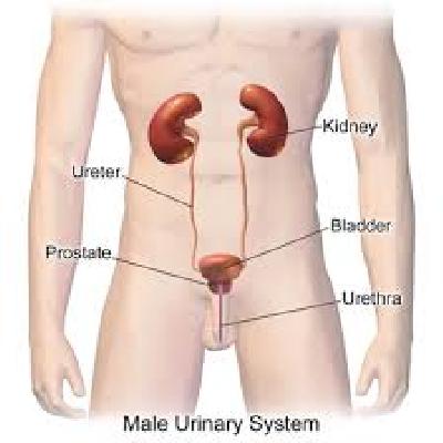Human Urinary Organs