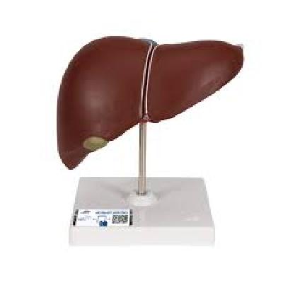 Liver Models