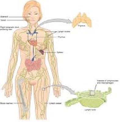 Lymphatic System