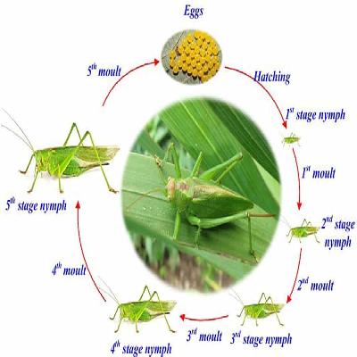 Metamorphosis Grasshopper
