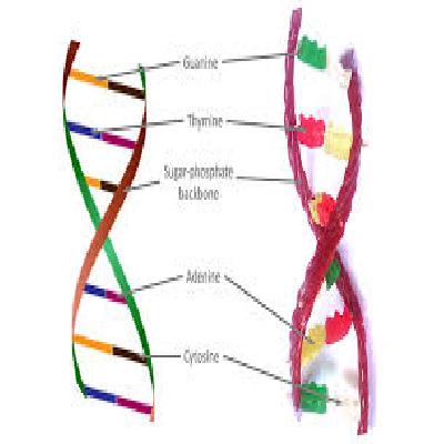 Model Of DNA