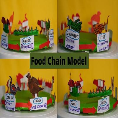 Model Of Food Chain