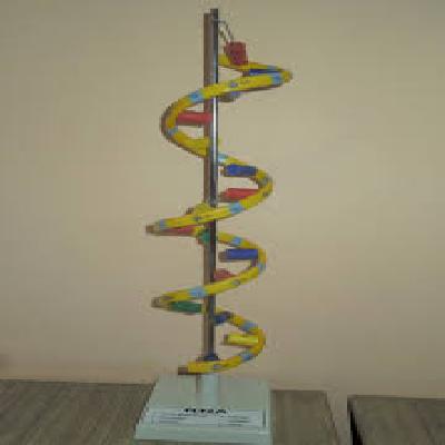 Model Of RNA