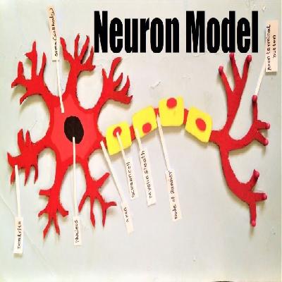 Neuron Model