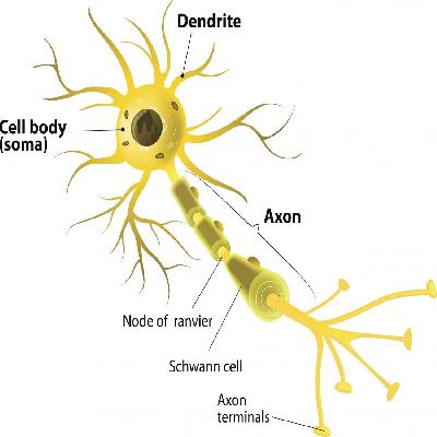 Neurons
