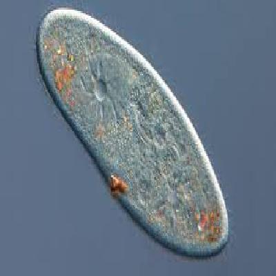 Paramecium