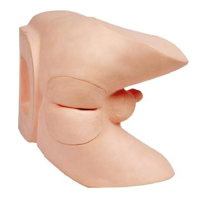 Prostate Inspection Model