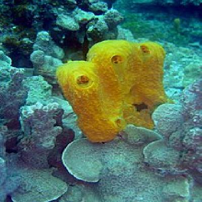 Sponge Reproduction