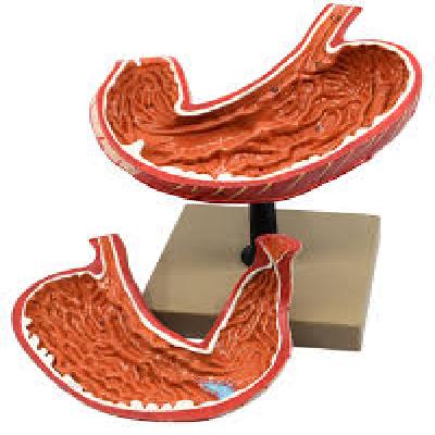Stomach Model