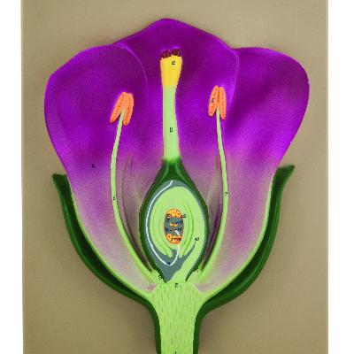 Typical Flower Model