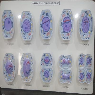 Animal Cell Division Meiosis Model