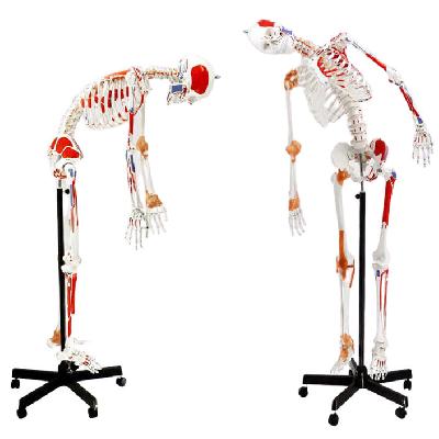 Flexible Ligamentary Muscular Skeleton