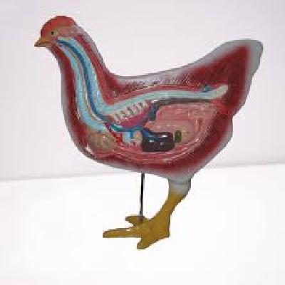 Hen Dissection Model
