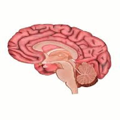 Human Brain Section Model