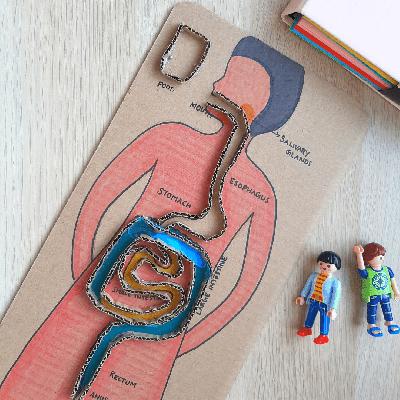 Human Digestive System Model