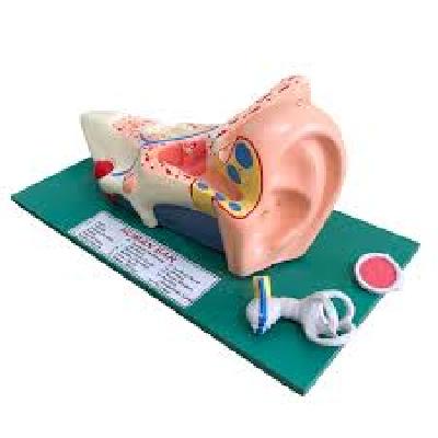 Human Ear Model