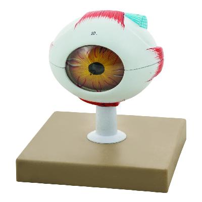Human Eye Ball Model