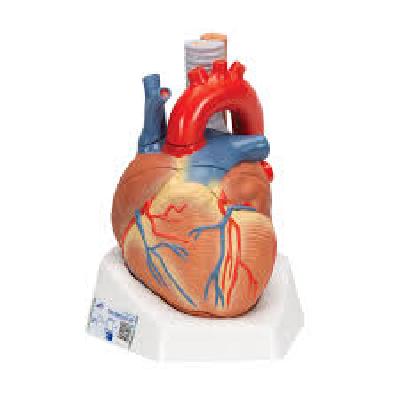 Human Heart Model
