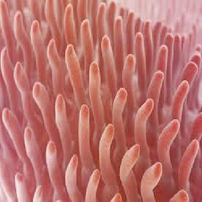 Human Intestinal Villus