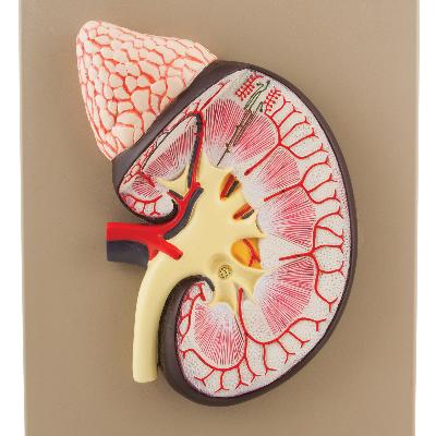 Human Kidney With Adrenal Gland Model
