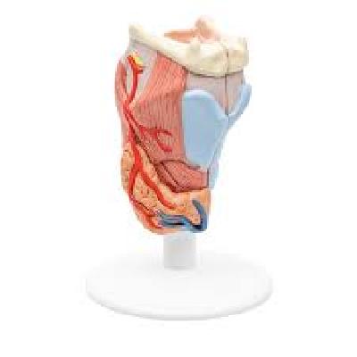 Human Larynx Model