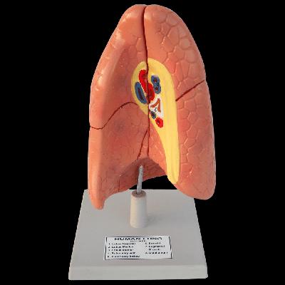 Human Lungs Model